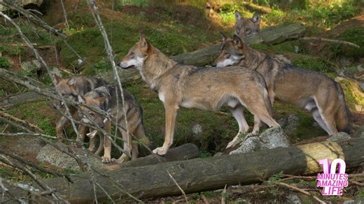 Wolf pack stays alert while watching their territory
