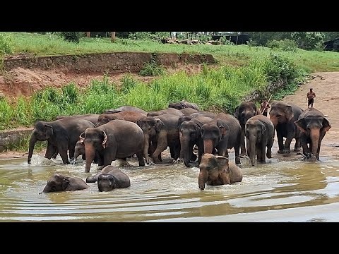 🔴Amazing Elephant Gathering at Pinnawala Elephant Orphanage Sri Lanka | elephant animal news #2026