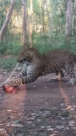 A leopard slowly walks through the forest and approaches the bait, looking around cautiously.