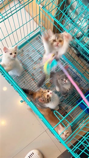 Kittens meowing to attract cats 💕! Cat videos ! Cat ! Persian cat sound ! Cat meow ! Cats ! Meowing
