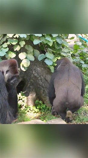 Cute Gorilla Moments: A Glimpse into a Wild Gorilla Family