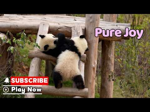 Panda Cub Happiness: Unlocked | iPanda