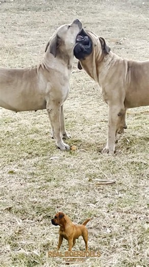 Real Boerboels - She Just Wants To Play With Dad 🥰🐾 | Father & Daughter Moment #shorts #dogs