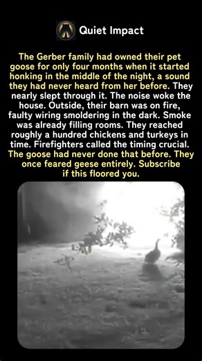The Goose They Once Feared Saved a Hundred Birds From the Fire 🦢🔥