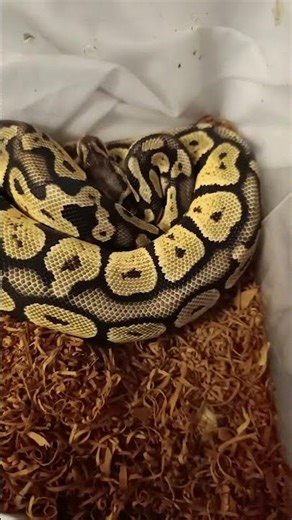 Standout Male 💥🐍 Fire Chocolate Orange Dream Showcase