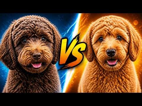 Don't Get the Wrong Doodle! Maltipoo vs Cockapoo Explained