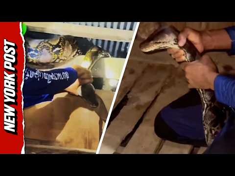 Enormous Python Caught Raiding Chicken Coop After Eating 50 Birds