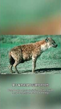 The hyenas are so daring, hyenas, crocodiles, wildlife, animal world documentary