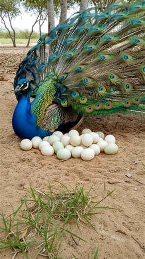 Peafowl bird sound 🦚 Peacock Opens Feathers Fully and Makes the Loudest Call Ever!