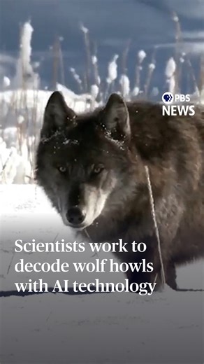 In movies and literature, a wolf’s haunting howl can signify danger or untamed nature. In real life, researchers in Yellowstone National Park are analyzing those howls with cutting-edge AI technology to better monitor and track wolves. Matt Standal of PBS Montana reports. | PBS NewsHour