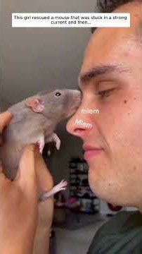 #rat #mouse #kindness #animals #wildlife