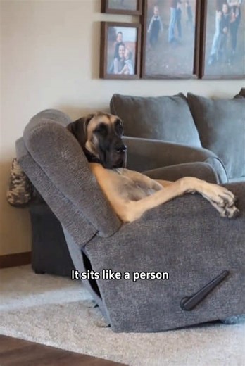 The Joys of Owning a Great Dane as a Pet