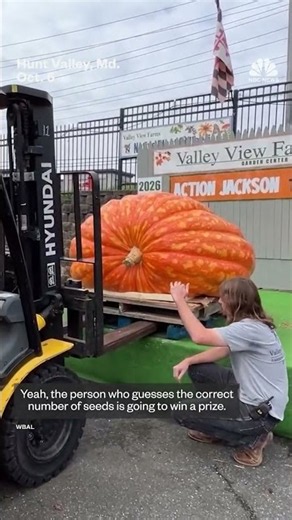 Giant pumpkin named 'Action Jackson' on display in Maryland