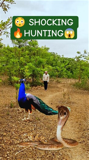 🦚 Peacock Hunting Like a King 😱 | Rare Catching Moment Caught on Camera #wildlife #ytshorts #shorts