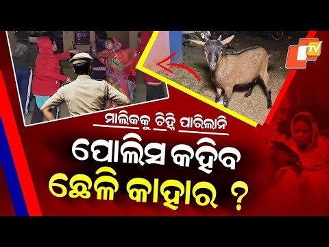 Special Story: Goat Ownership Dispute Baffles Nilagiri Police for 48 Hours