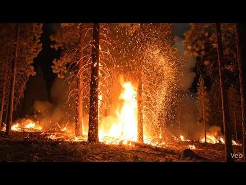 4K Forest Inferno: 1-Minute Super AMOLED Fire Blaze kfire, forestfire, amoled, superamoled