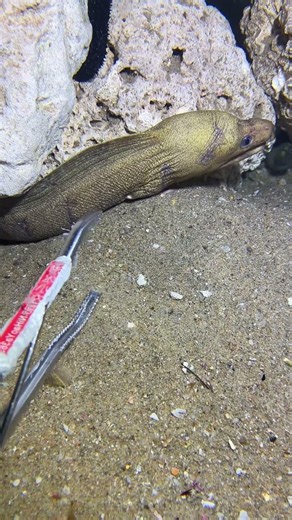 #catchthesea #fishing #rivercrab #beach #deepsea #nature #diving #fish #eel #crab