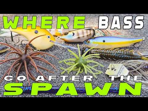 Where Bass Go After The Spawn ( And How To Catch Them )