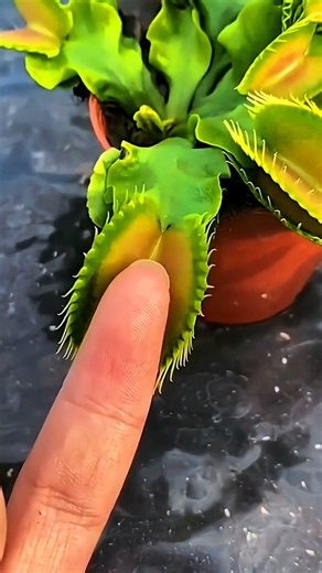 Never Put Your Finger Inside THIS Plant😱#RM💙#jimin#V💚#jungkook💜#viralshorts #trdendingshorts#shorts💌
