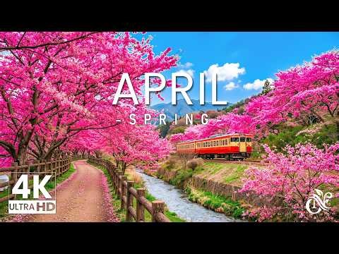 Flowers in April 4K – Early Spring 2026 🌸 When Nature Blooms, Cherry Blossoms & Tulip Fields