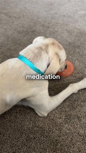 AirTags use Bluetooth. Tractive uses real GPS. That’s the difference between lost and found. 📍 Global GPS coverage 📱 Live tracking from any device 💬 Escape alerts instantly 💗 Activity and health insights Bluetooth is for bags. GPS is for dogs. | Tractive