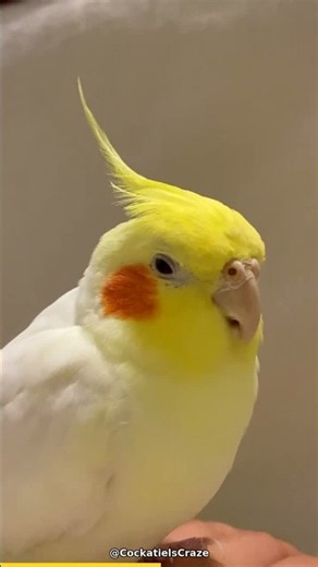 Beak Grinding 101: Why Does Your Cockatiel Do This? 🦜
