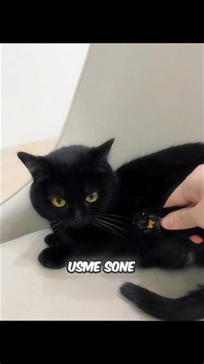 WHY YOU SHOULD KEEP A BLACK CAT