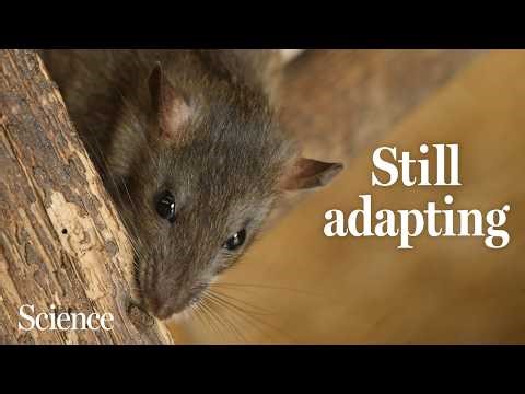 Rats followed us all over the world, but where are they from?