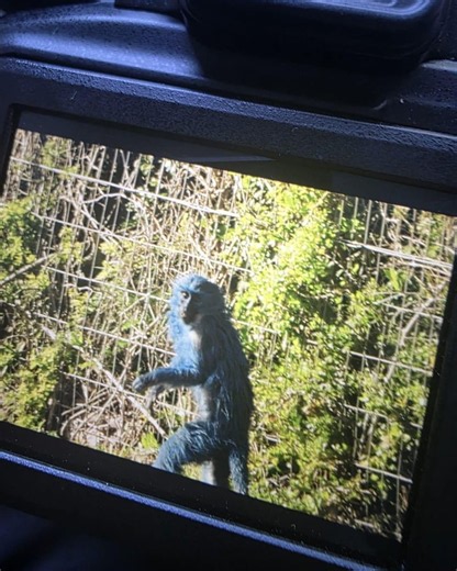 Animal activists furious after monkey drenched in blue paint