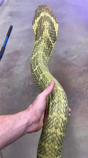 King cobra observation