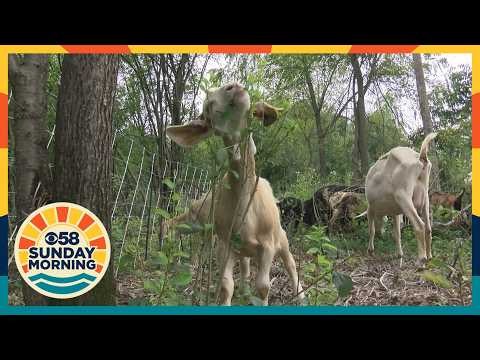 Bayside brings in grazing goats to clear unwanted weeds and vegitation