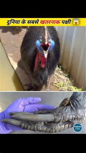 Cassowary । The Deadliest Bird In The World #viral