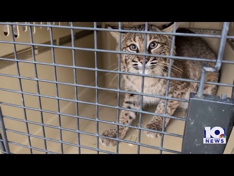 Rescued bobcats head back to the wild