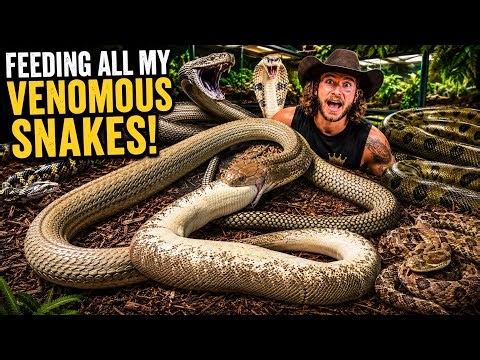 King Cobra EATS Huge Python!