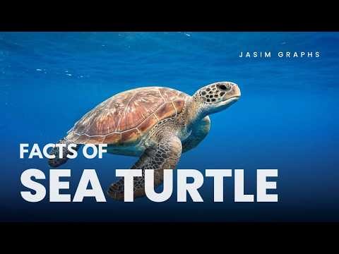 Sea Turtle | The Amazing Sea Turtle! 🐢 | Fun Facts, Habitat, and Diet (Kids Learning Video)