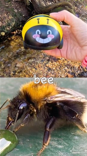 Kids Learn | Bug Insect Names by the Branch: Jewel Beetle Bee Spider Grasshopper Caterpillar