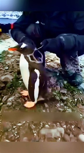 Why Do Penguins Keep Falling on the Ice Without Getting Hurt? 🐧❄️😲 #facts