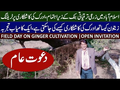 Invitation : Ginger Crop Production Field Day Islamabad | ZTBL Farm Margalla Town, Islamabad