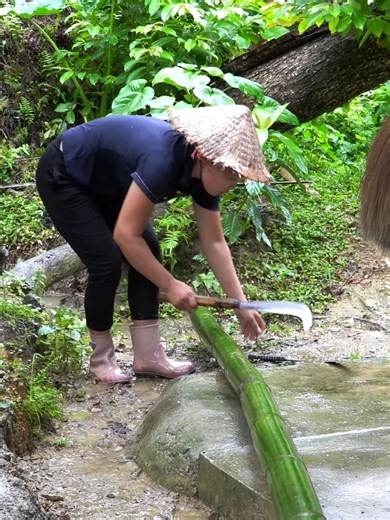 Harvesting Giant Soursop: From Tree to Market