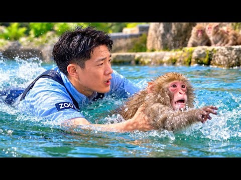 💔 Baby Monkey Dies at the Zoo… Why Did Punch-kun Look So Lonely? 🐒
