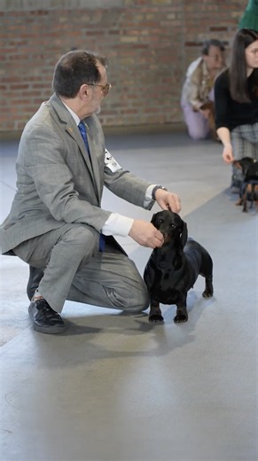 Inside the world of competitive dog shows