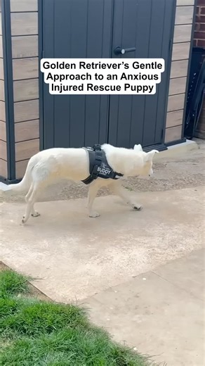 Golden Retriever’s Gentle Approach to an Anxious Injured Rescue Puppy #foryou #rescue #dog #rescuedog #viral #goldenkobefamily
