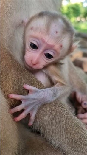 Lovely Baby Monkey With Mom Take Care #shorts