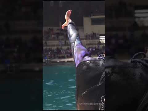Learn the best moves to stay safe from a killer whale