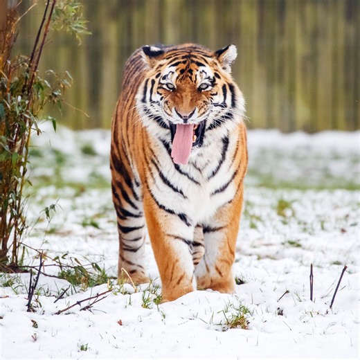 Yorkshire tiger latest: ' It's impossible that a human could have survived an attack'