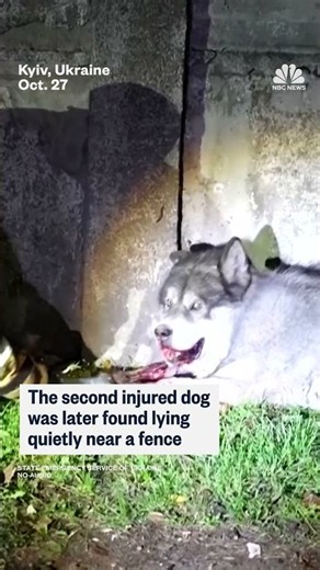 Two injured dogs rescued after Russian attack on Kyiv