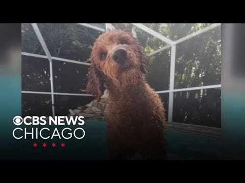 Lawsuit claims Blue Buffalo dog food killed Lake County family’s dog