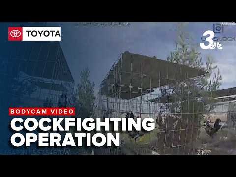 Video shows response to cockfighting operation in Nye County