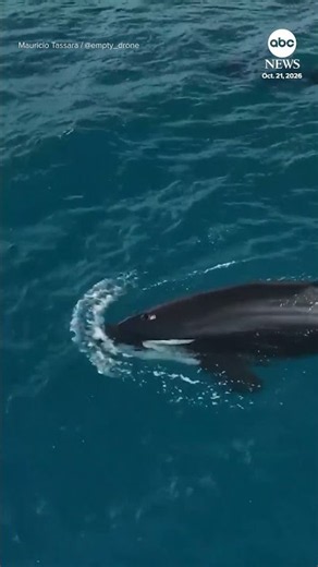 Massive Orcas spotted off Los Angeles coast