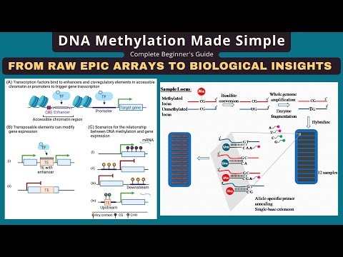 DNA Methylation Analysis: EPIC Array to DMPs & DMRs with minfi & R